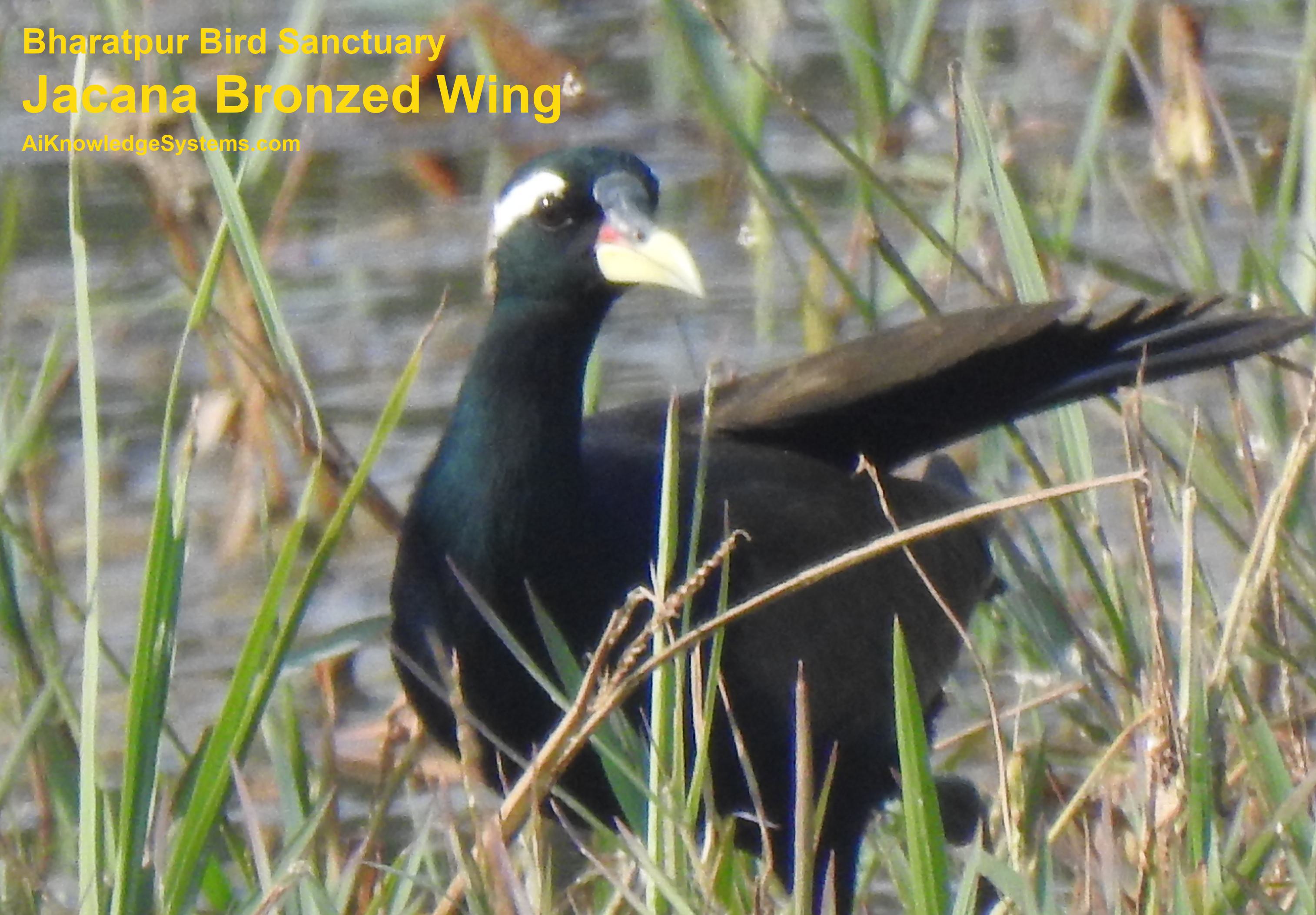 Jacana Bronzed Wing (1) Coming Soon